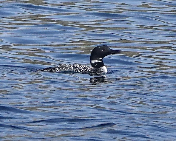 great northern diver